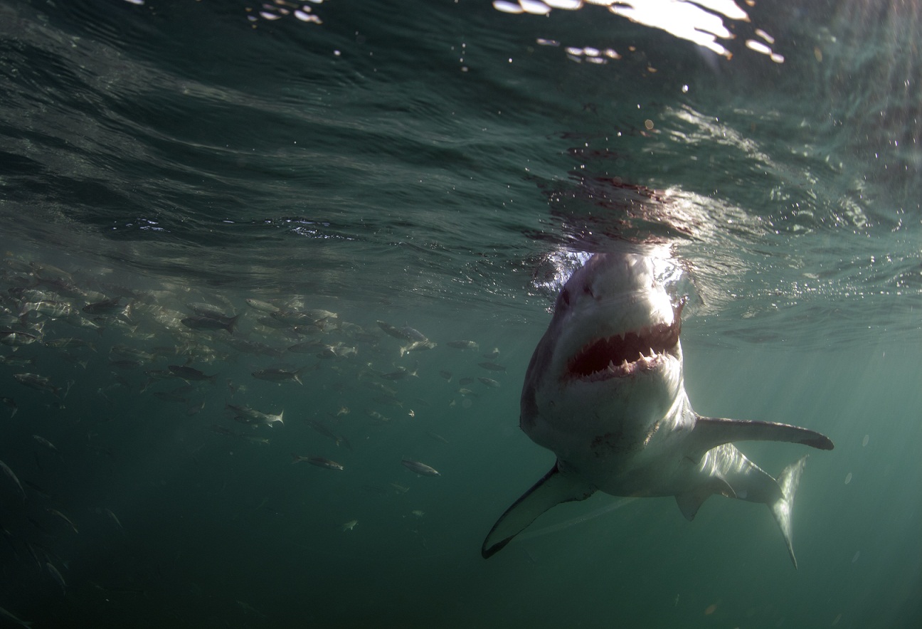 Watch shark experts embark... 