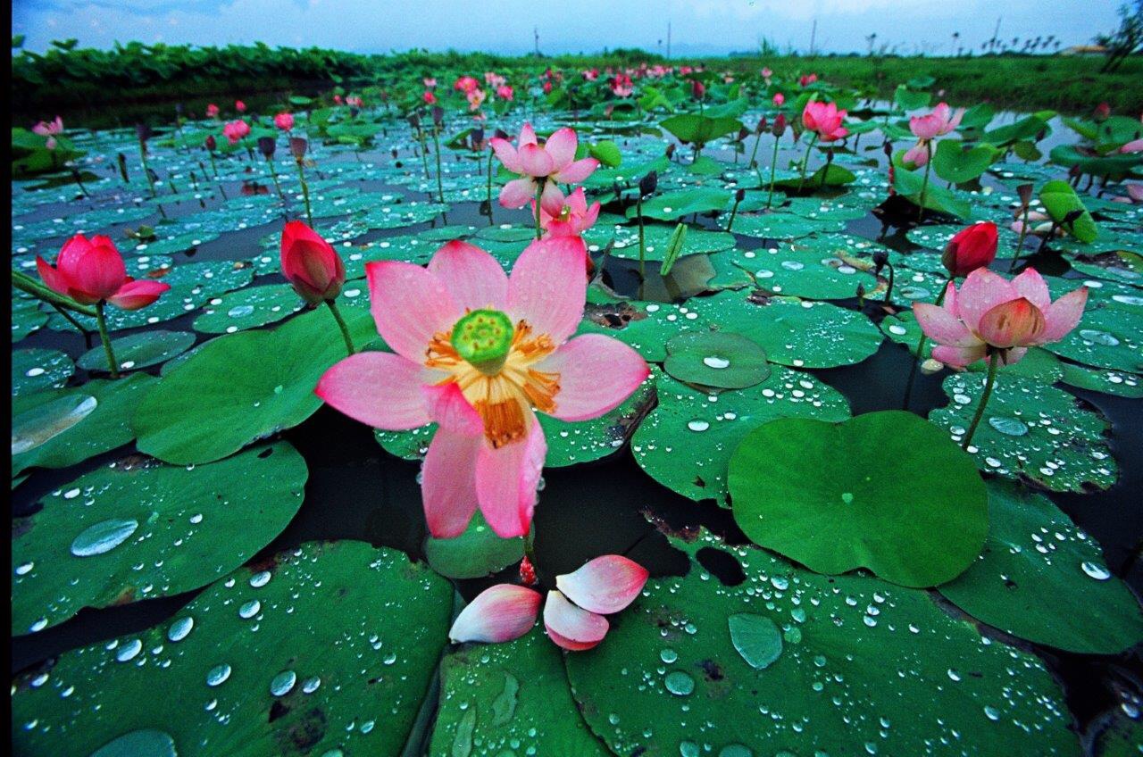 Baihe Lotus Park Is A Must-Visit Spot In Taiwan - Orange Magazine