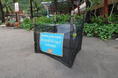 Nest Cages For Olive Ridley Sea Turtle Eggs In Hamilo Coast